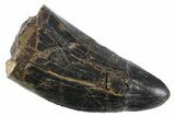 Serrated, Tyrannosaurus (T Rex) Tooth - Montana #353332-1